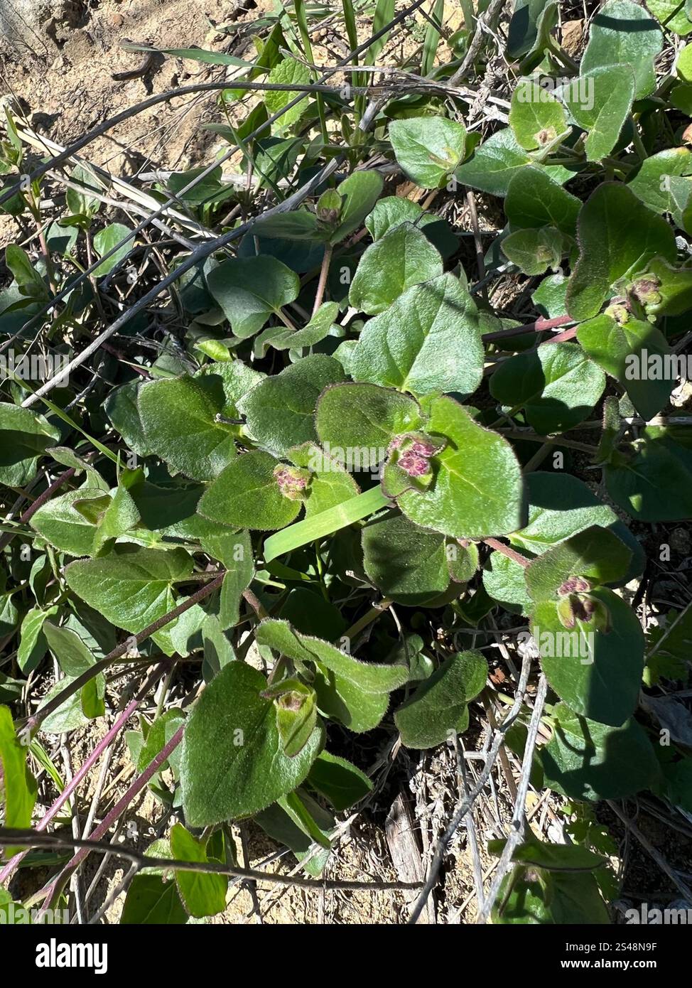 Boccola a braccio oscillante (Mirabilis laevis) Foto Stock