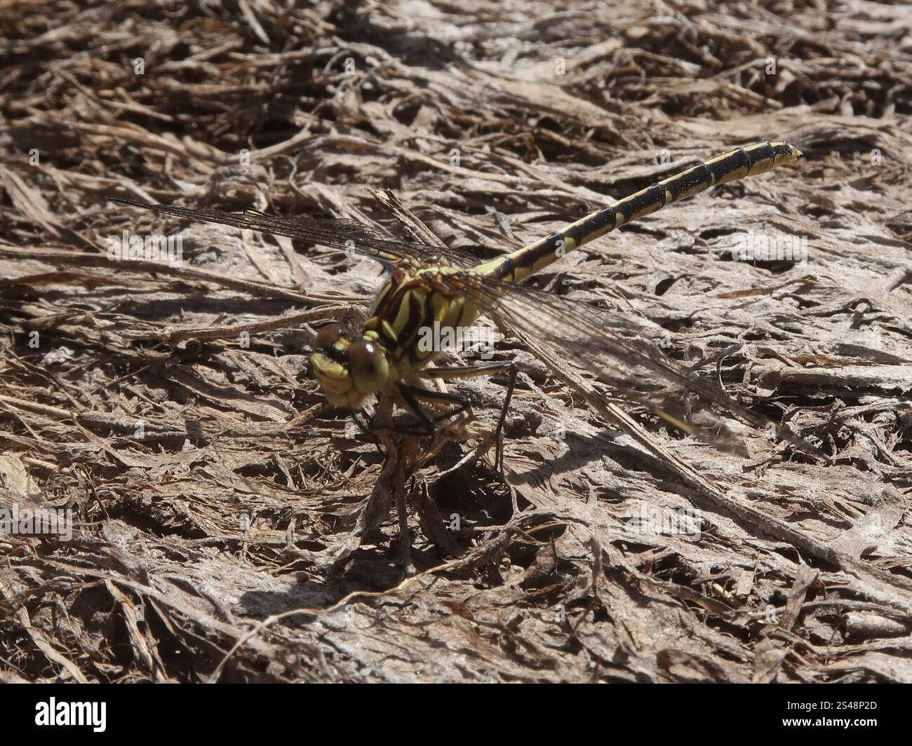 Cacciatore a strisce gialle (Austrogomphus guerini) Foto Stock