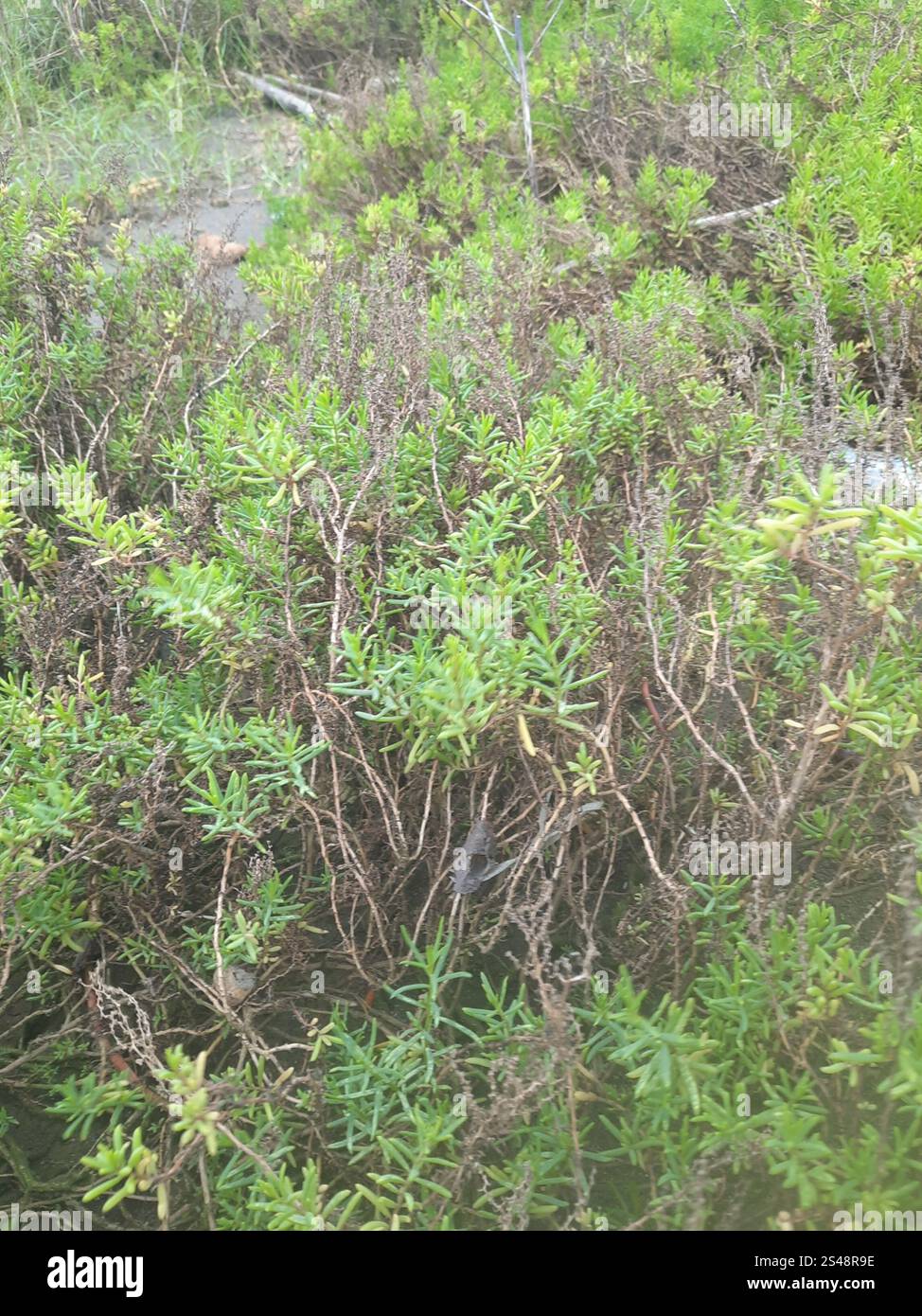 Alghe erbacee (Suaeda maritima) Foto Stock