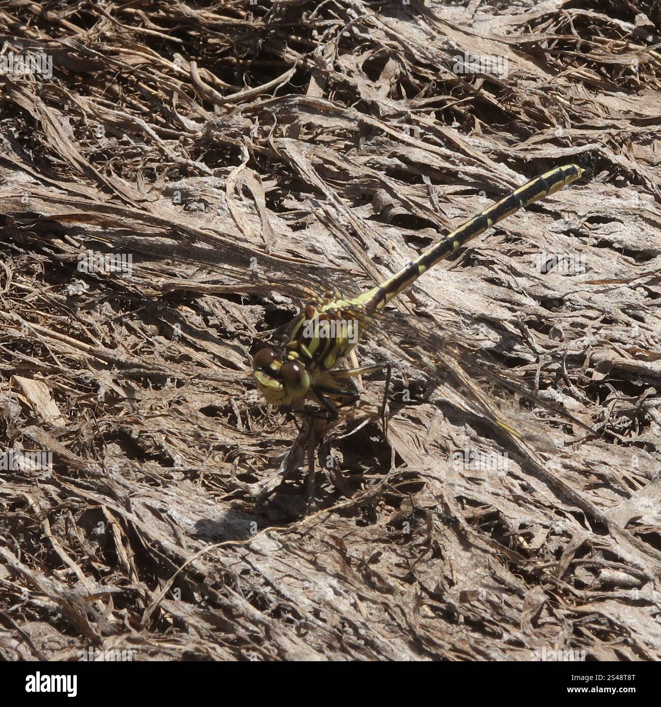 Cacciatore a strisce gialle (Austrogomphus guerini) Foto Stock