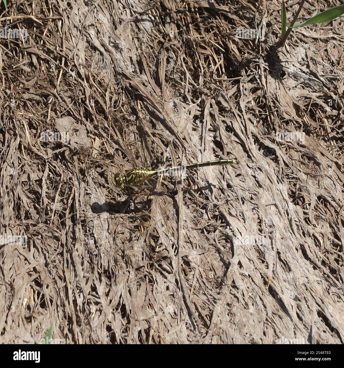 Cacciatore a strisce gialle (Austrogomphus guerini) Foto Stock