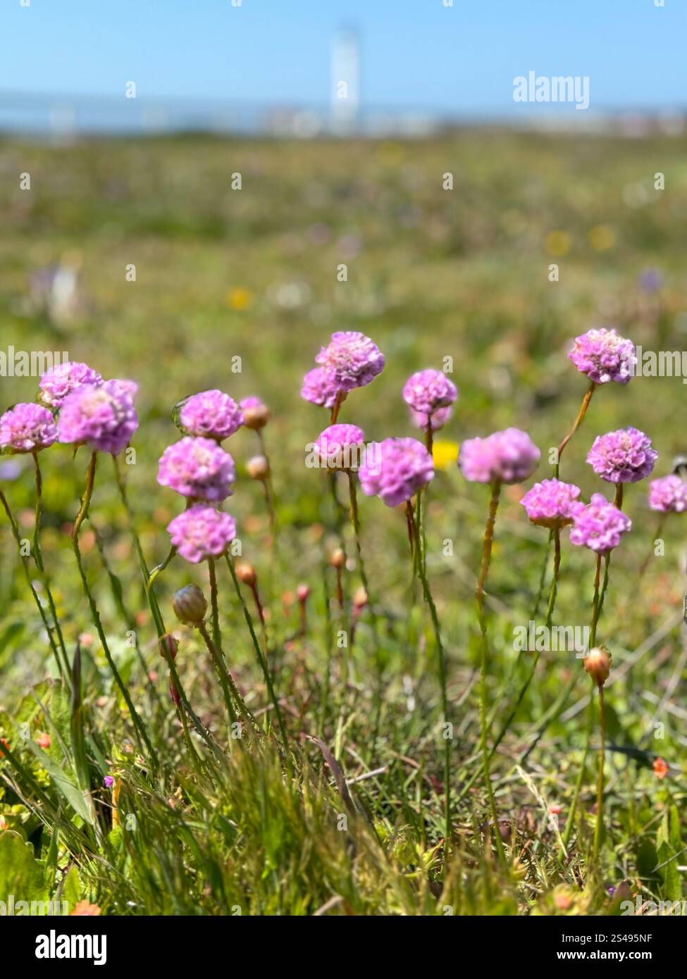 Paesaggio con fiori di trifoglio alla Point Arena Lighthouse a Point Arena, California. Foto Stock