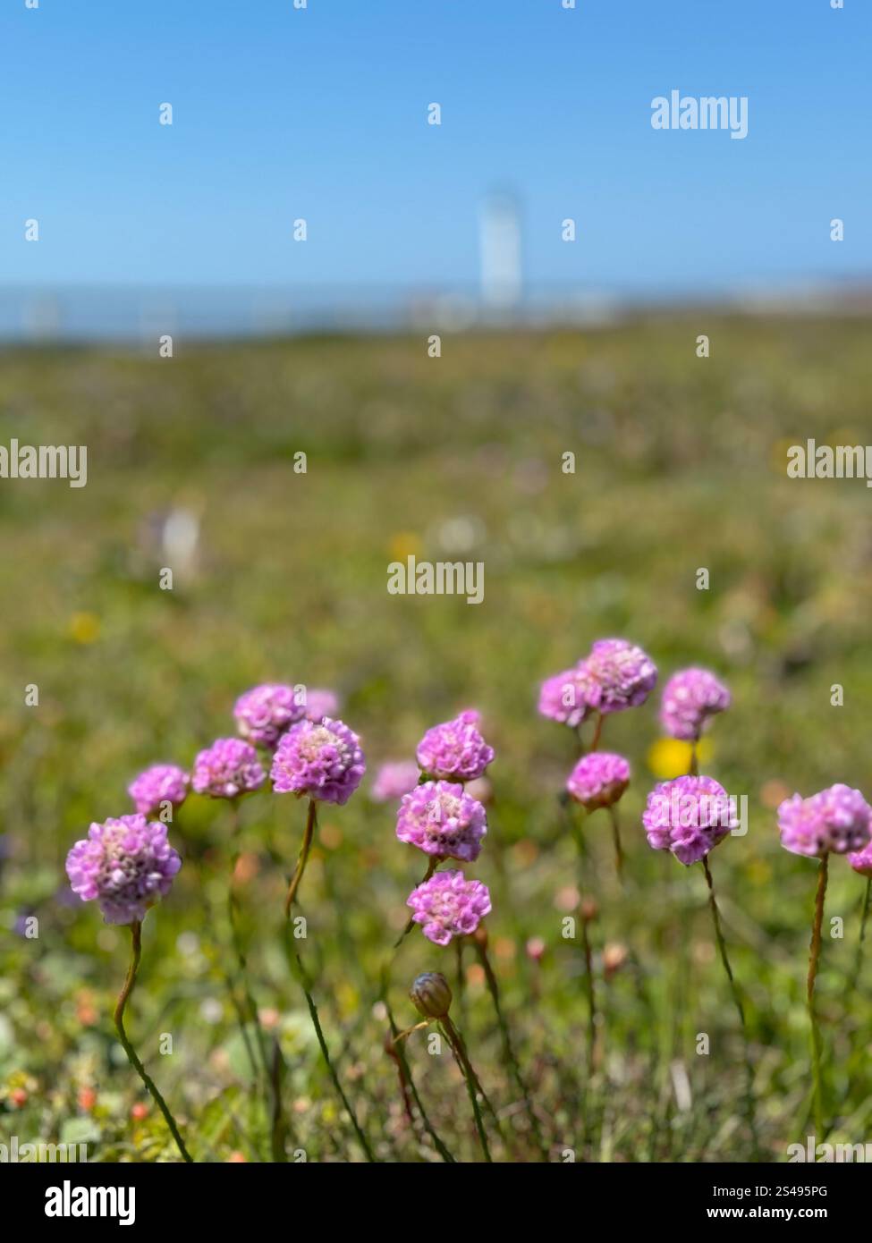 Paesaggio con fiori di trifoglio alla Point Arena Lighthouse a Point Arena, California. Foto Stock