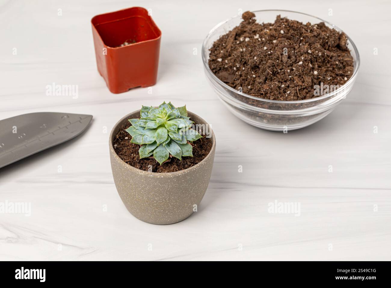 Reingendo piante succulente. Salute delle piante al coperto, cura delle piante domestiche e concetto di giardinaggio. Foto Stock