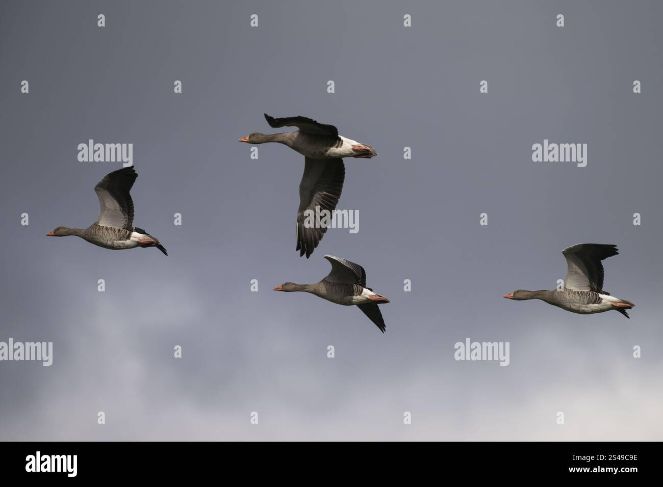 Greylag Goose (Anser anser) in volo, Nord Reno-Westfalia, Germania, Europa Foto Stock