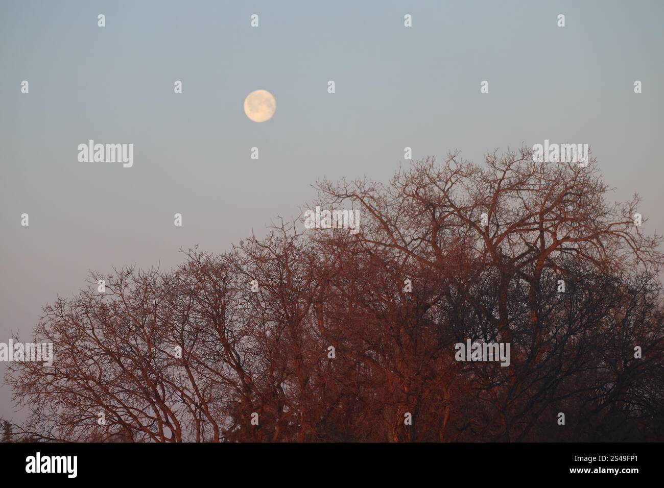 la luna piena è appesa su alberi colorati di rosso dai primi raggi dell'alba Foto Stock