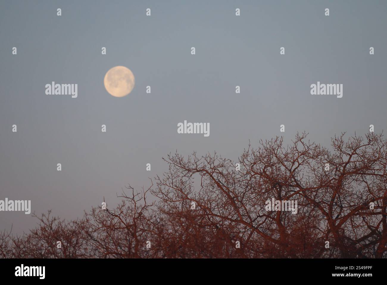 il primo piano della luna piena pende sopra alberi colorati di rosso dai primi raggi dell'alba Foto Stock