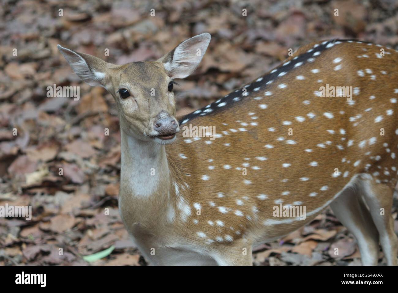 Un cervo grazioso si ferma in una foresta lussureggiante, chiudendo gli occhi con la macchina fotografica. Il suo sguardo sereno e la sua bellezza naturale catturano l'eleganza della natura. 🦌🌿' Foto Stock