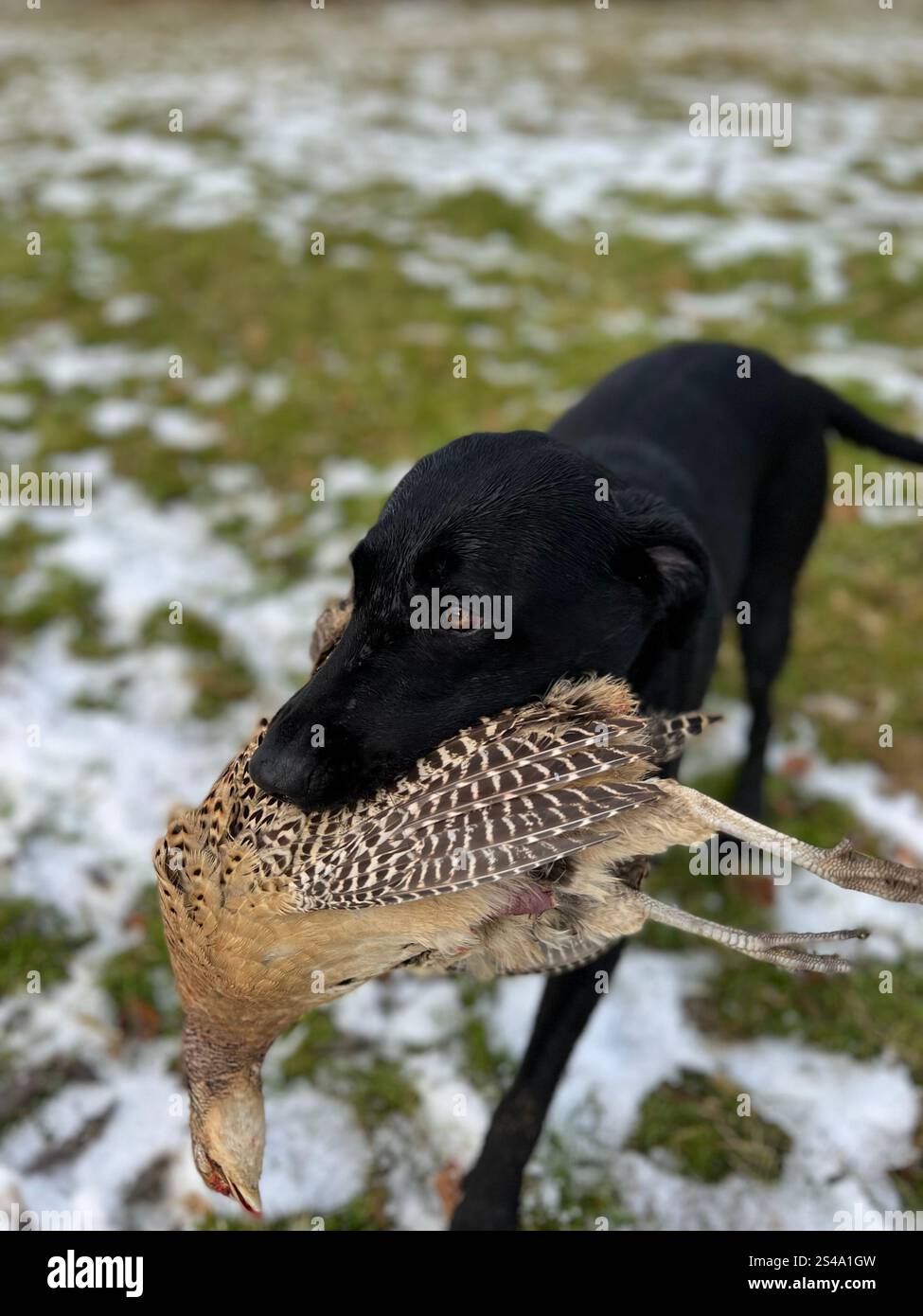 Cane con fagiano in inverno Foto Stock
