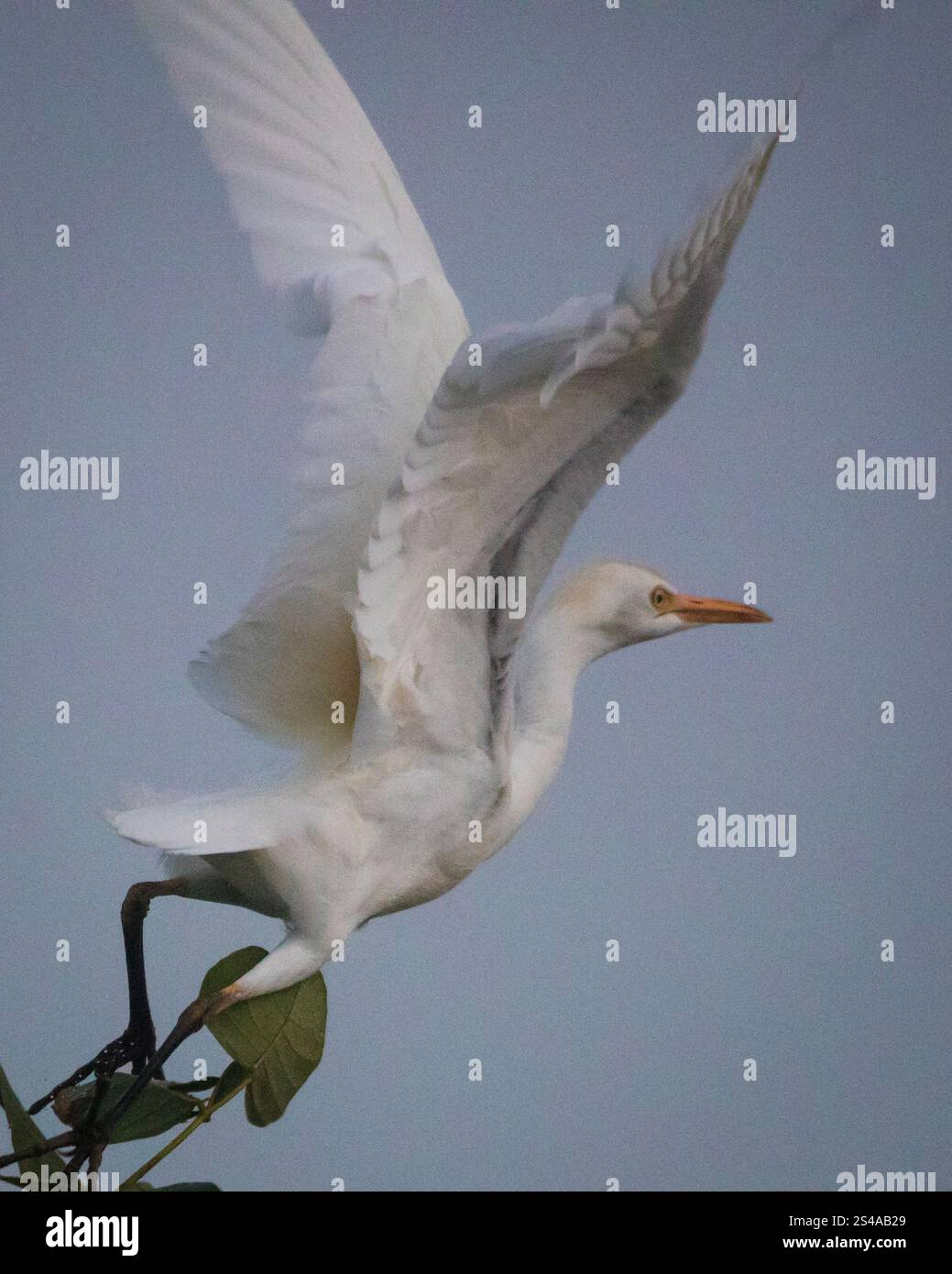 Cattle Egret, Bubulcus ibis, in volo accanto a Rio Chagres, Parco Nazionale di Soberania, provincia del Colon, Repubblica di Panama, America centrale. Foto Stock