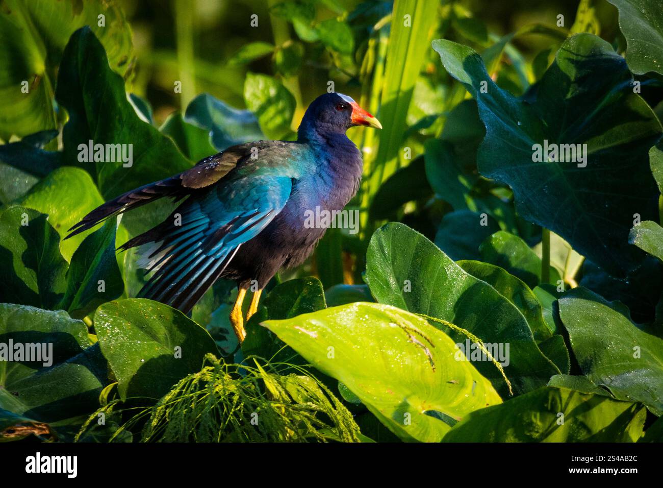 Purple Gallinule, Porphyrio martinica, sulle piante d'acqua di Rio Chagres, parco nazionale di Soberania, Repubblica di Panama, America centrale. Foto Stock