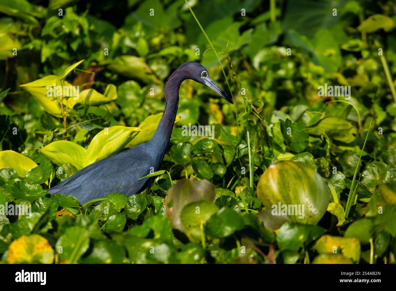 Piccolo airone blu, Egretta caerulea, nella foresta pluviale accanto a Rio Chagres nel parco nazionale di Soberania, Repubblica di Panama. Foto Stock