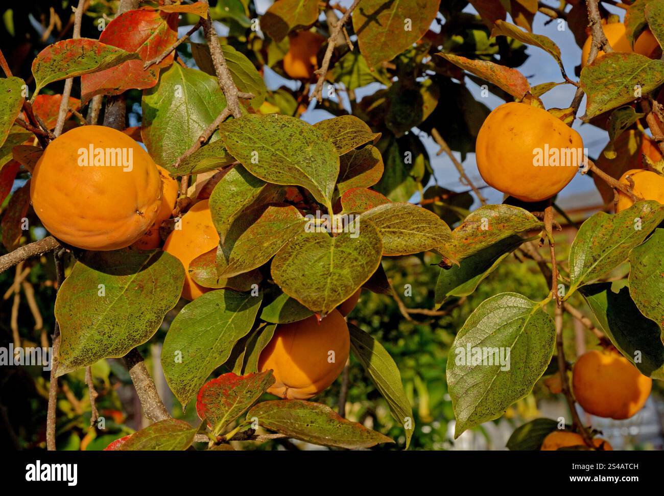 Frutto di cachi maturo su un ramo d'albero. Il cachi è la specie più coltivata in Giappone e ha livelli molto elevati di tannini solubili. Foto Stock