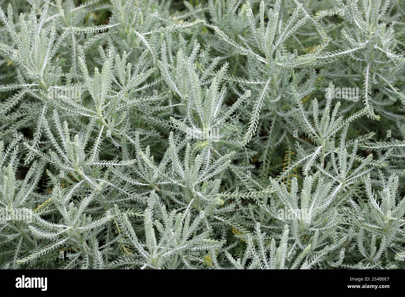 Cotone lavanda, Santolina chamaecyparissus di varietà sconosciuta. lascia in primo piano senza sfondo. Foto Stock