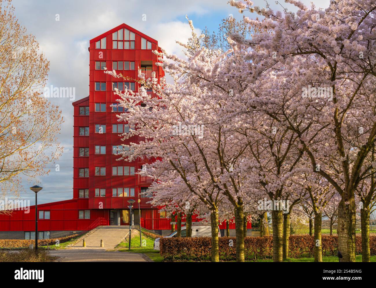 Paesaggio urbano di Almere, ciliegi in fiore nel quartiere di Regenboogbuurt Foto Stock