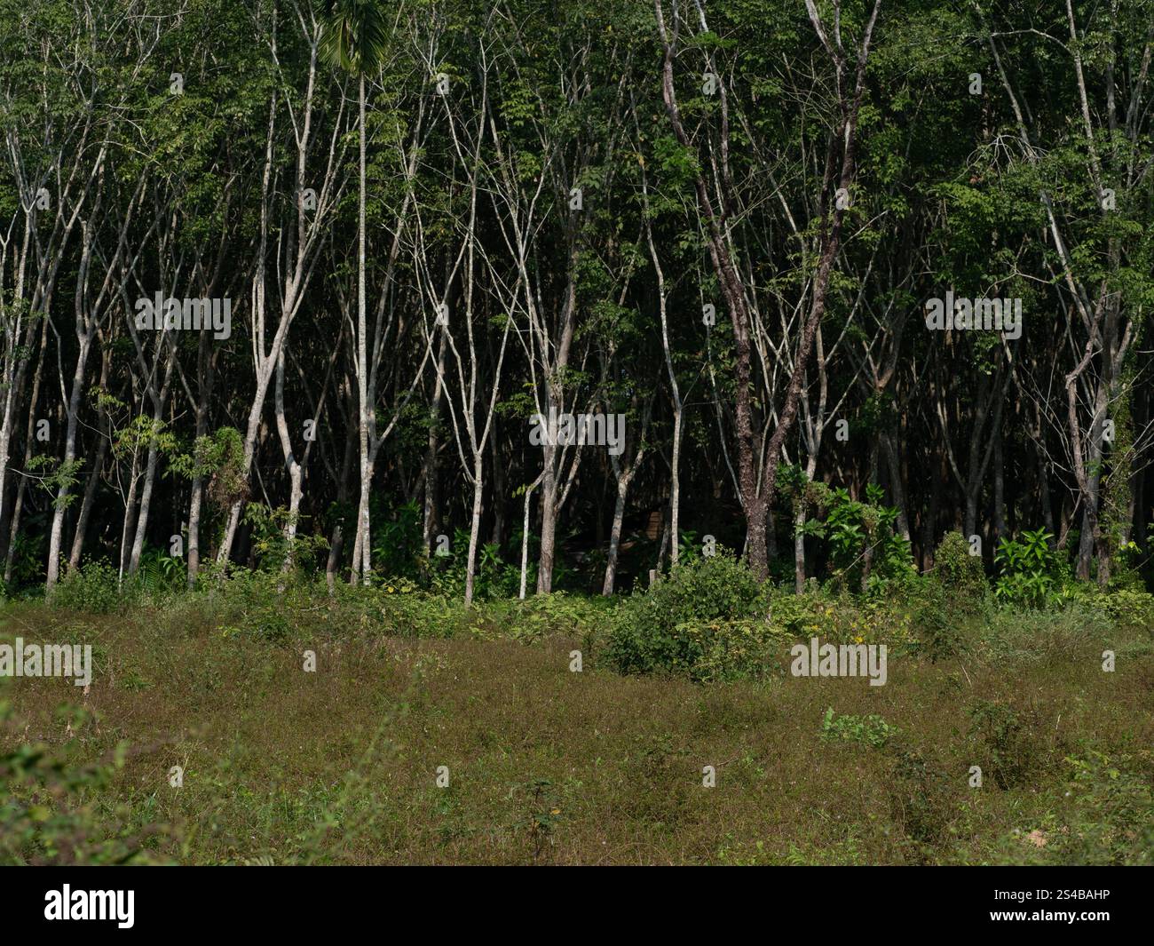 Lussureggiante paesaggio verde con alberi alti e sottili in un tranquillo ambiente forestale Foto Stock