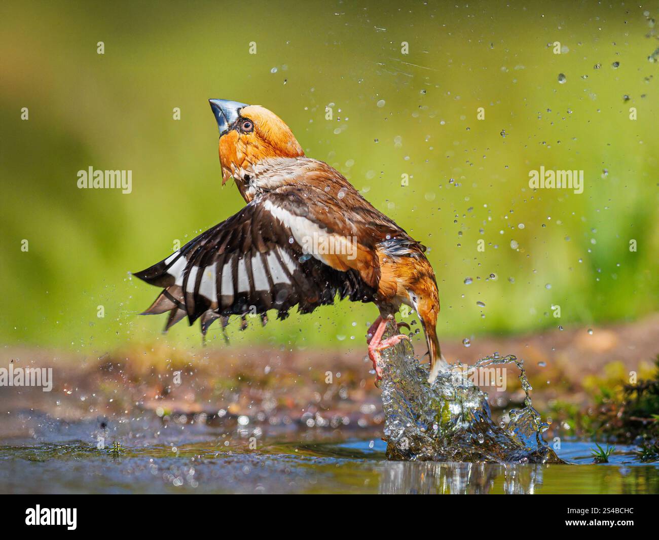 Hawfinch volante che decolla dopo il bagno con acqua spruzzata Foto Stock