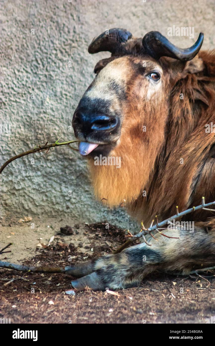 Una capra sta sdraiando a terra e ha la lingua fuori. La capra è marrone e ha la barba Foto Stock