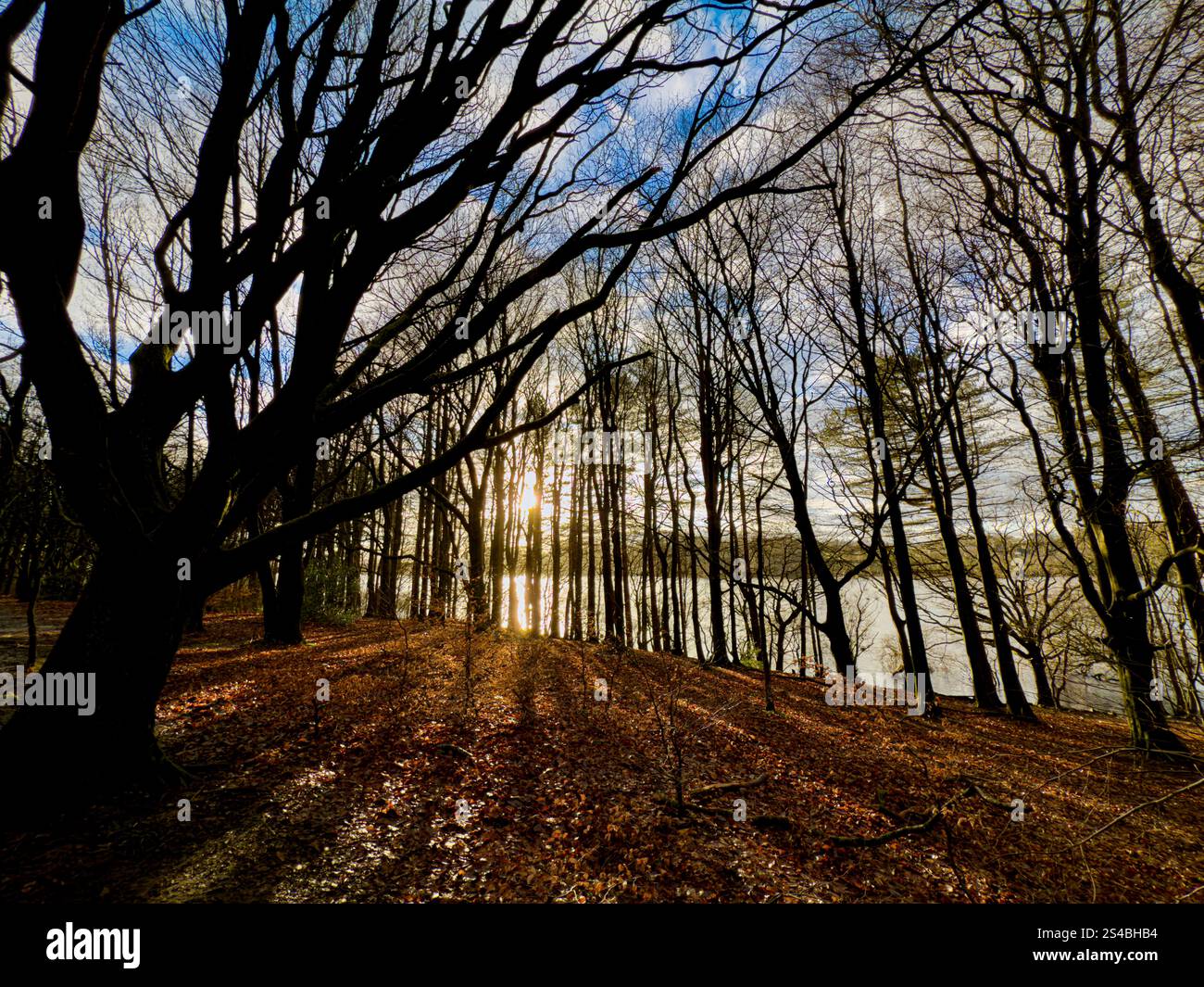 Il basso sole invernale a Rivington proietta lunghe ombre con il serbatoio visibile attraverso gli alberi. Foto Stock