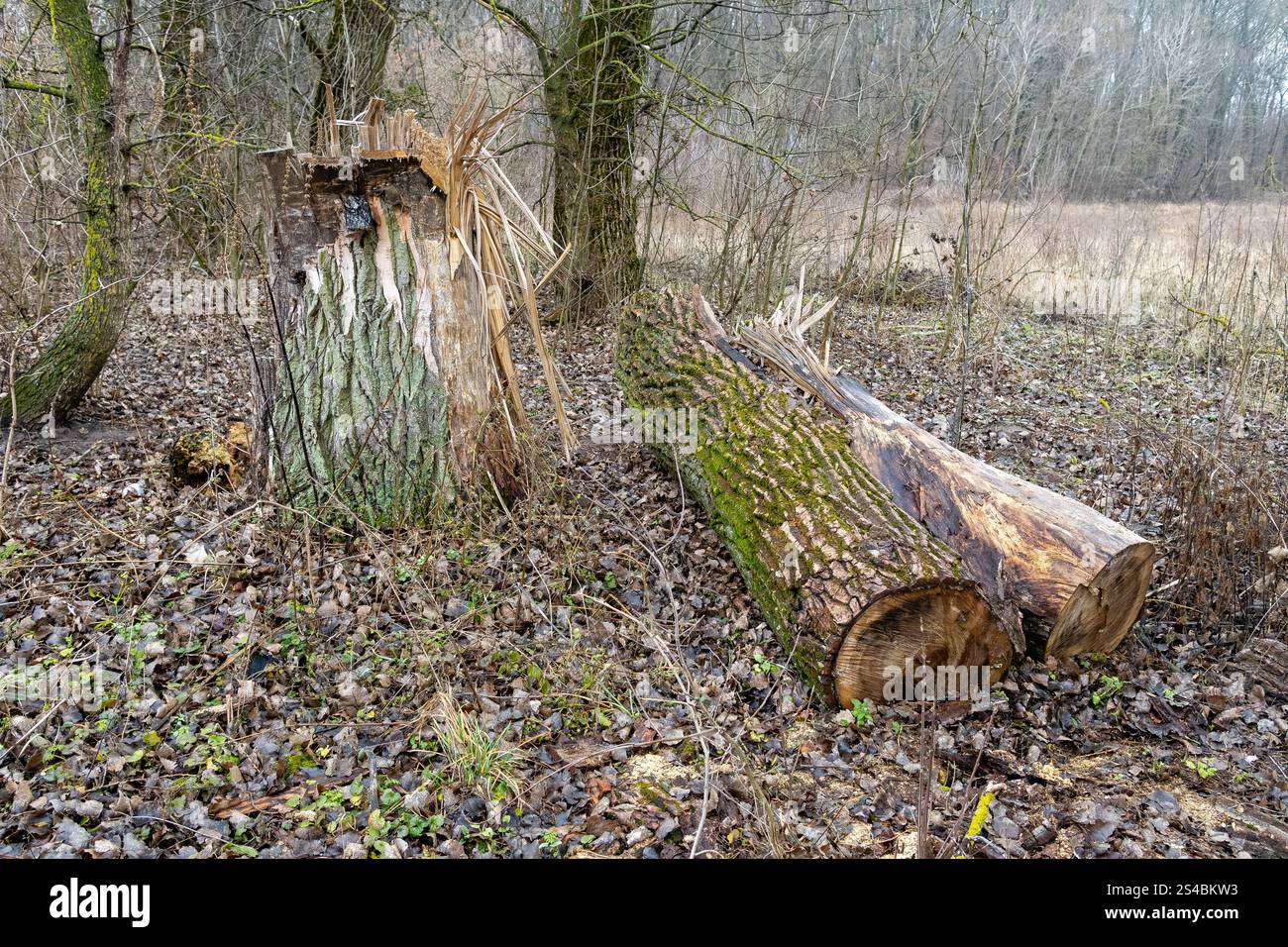 Tronco d'albero caduto e ceppo rotto nella foresta circondato da foglie secche e vegetazione. Cambiamento ambientale e concetto di deforestazione. Foto Stock