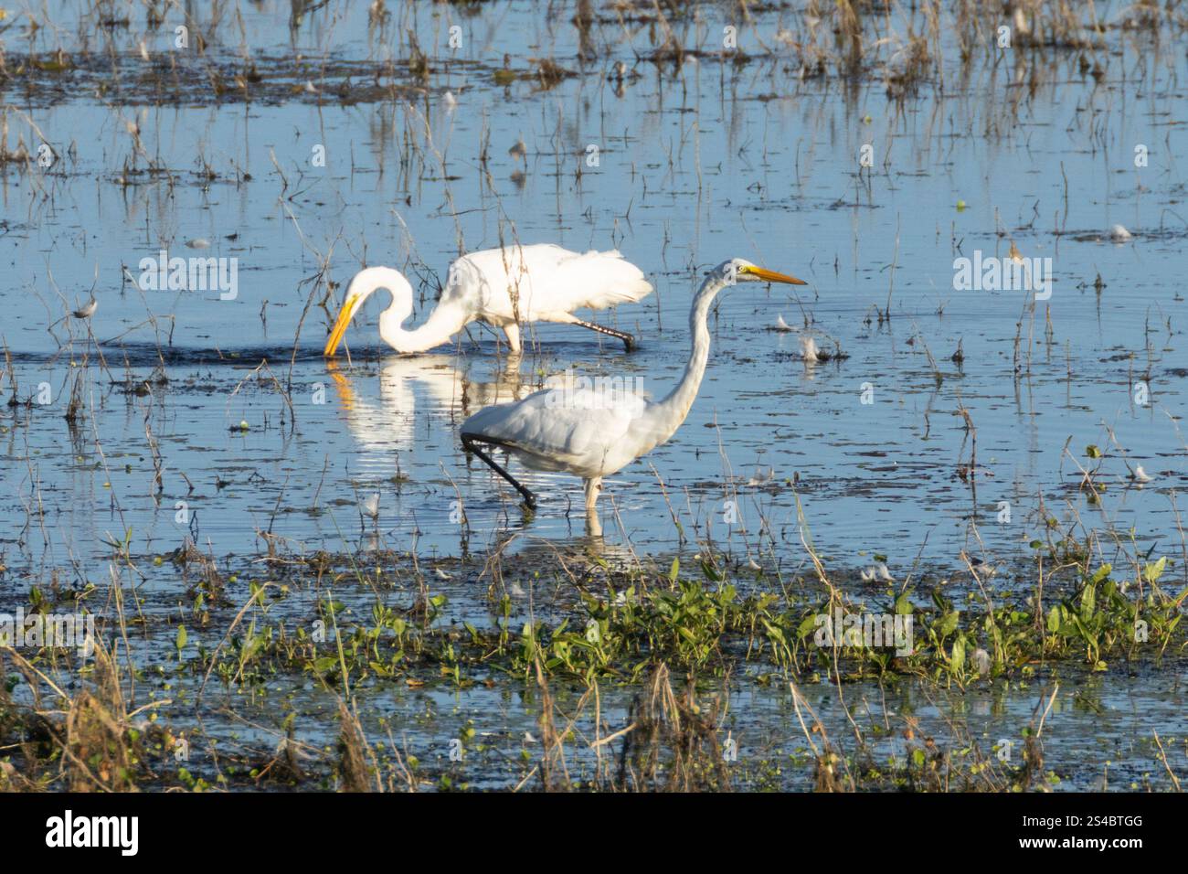 Due grandi egrette (Ardea alba) a caccia nel lago Almaore nella contea di Plumas, California Foto Stock