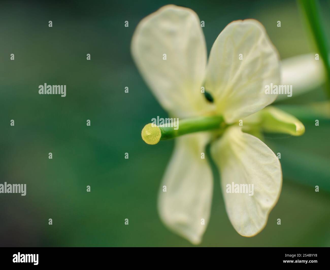 Macro fotografia estrema dello stile di un fiore di ravanello selvatico, catturato la mattina presto in un giardino nelle montagne andine orientali della Colombia. Foto Stock
