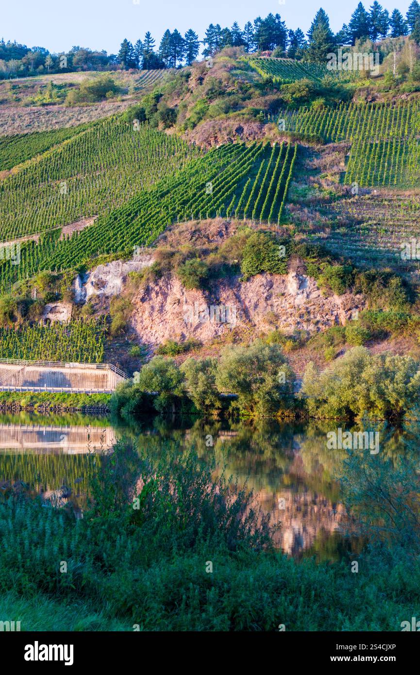 Erdener Treppchen vigna, la valle di Mosel, Renania-Palatinato, Germania Foto Stock