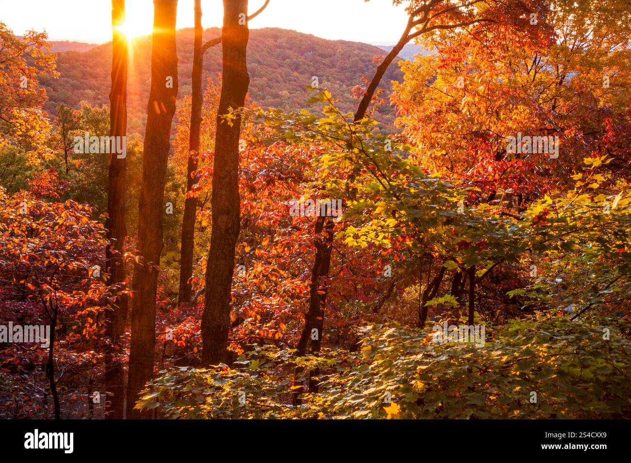 Coloratissimo fogliame autunnale all'alba nelle Blue Ridge Mountains della Georgia settentrionale a Big Canoe. (USA) Foto Stock