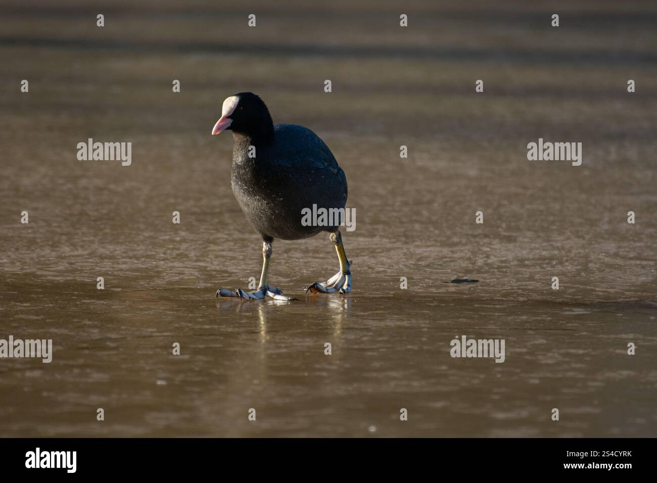Londra, Regno Unito. 11 gennaio 2025. Meteo nel Regno Unito. Coot fu costretto a camminare sul fiume ghiacciato Lea mentre l'ufficio del MET emise ulteriori avvertimenti di gelate e ghiaccio più gravi in tutto il Regno Unito e Londra. Crediti: Flavia Brilli crediti: Flavia Brilli/Alamy Live News Foto Stock