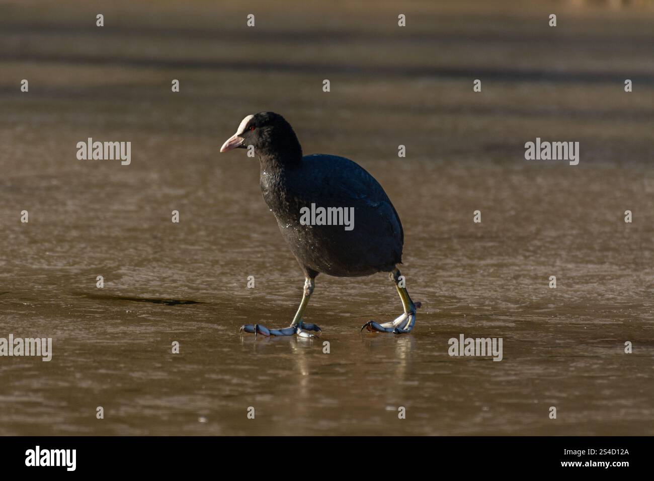 Londra, Regno Unito. 11 gennaio 2025. Meteo nel Regno Unito. Coot fu costretto a camminare sul fiume ghiacciato Lea mentre l'ufficio del MET emise ulteriori avvertimenti di gelate e ghiaccio più gravi in tutto il Regno Unito e Londra. Crediti: Flavia Brilli crediti: Flavia Brilli/Alamy Live News Foto Stock
