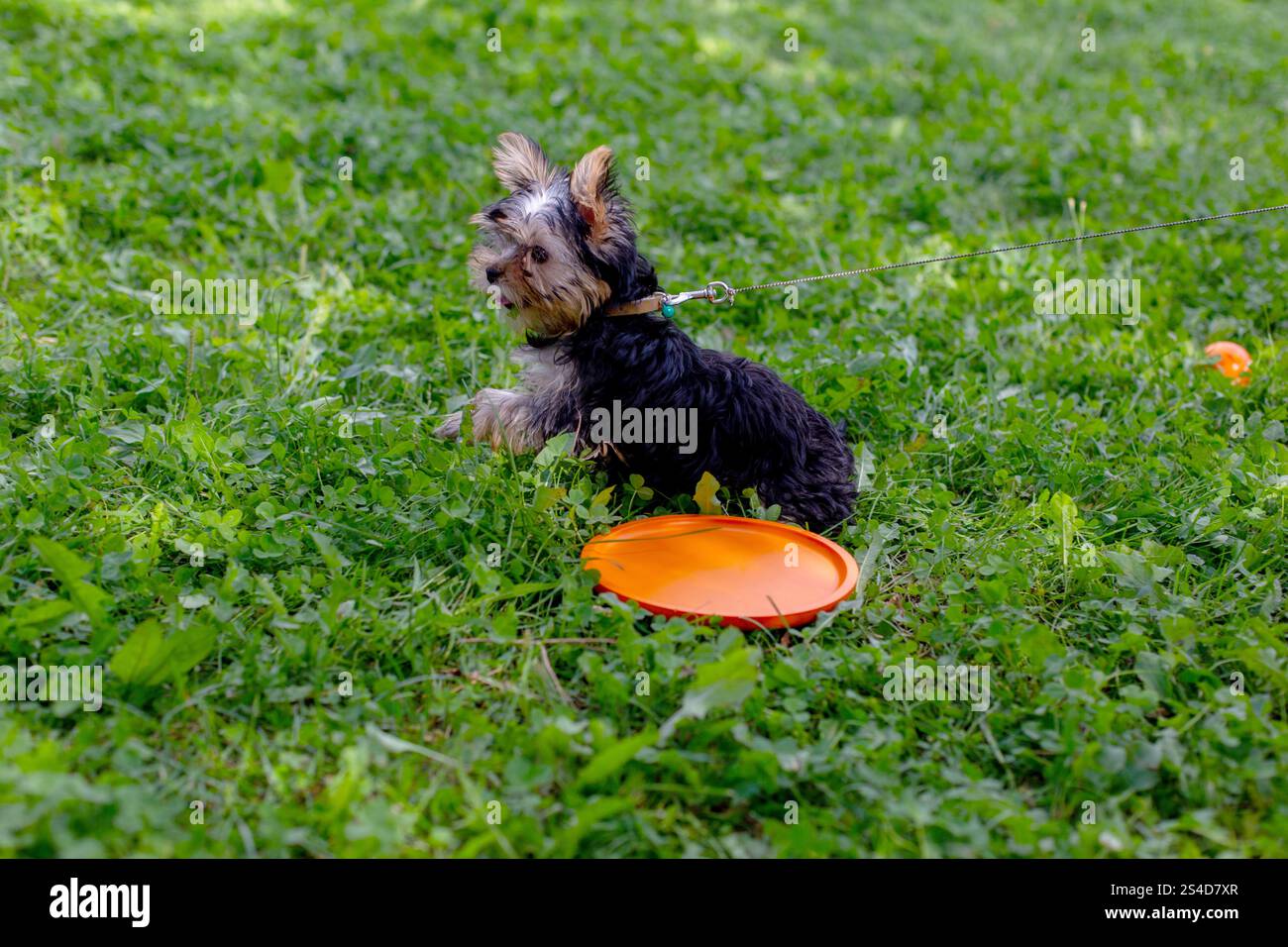 Giocoso cucciolo terrier dello yorkshire con frisbee arancio su erba verde Foto Stock