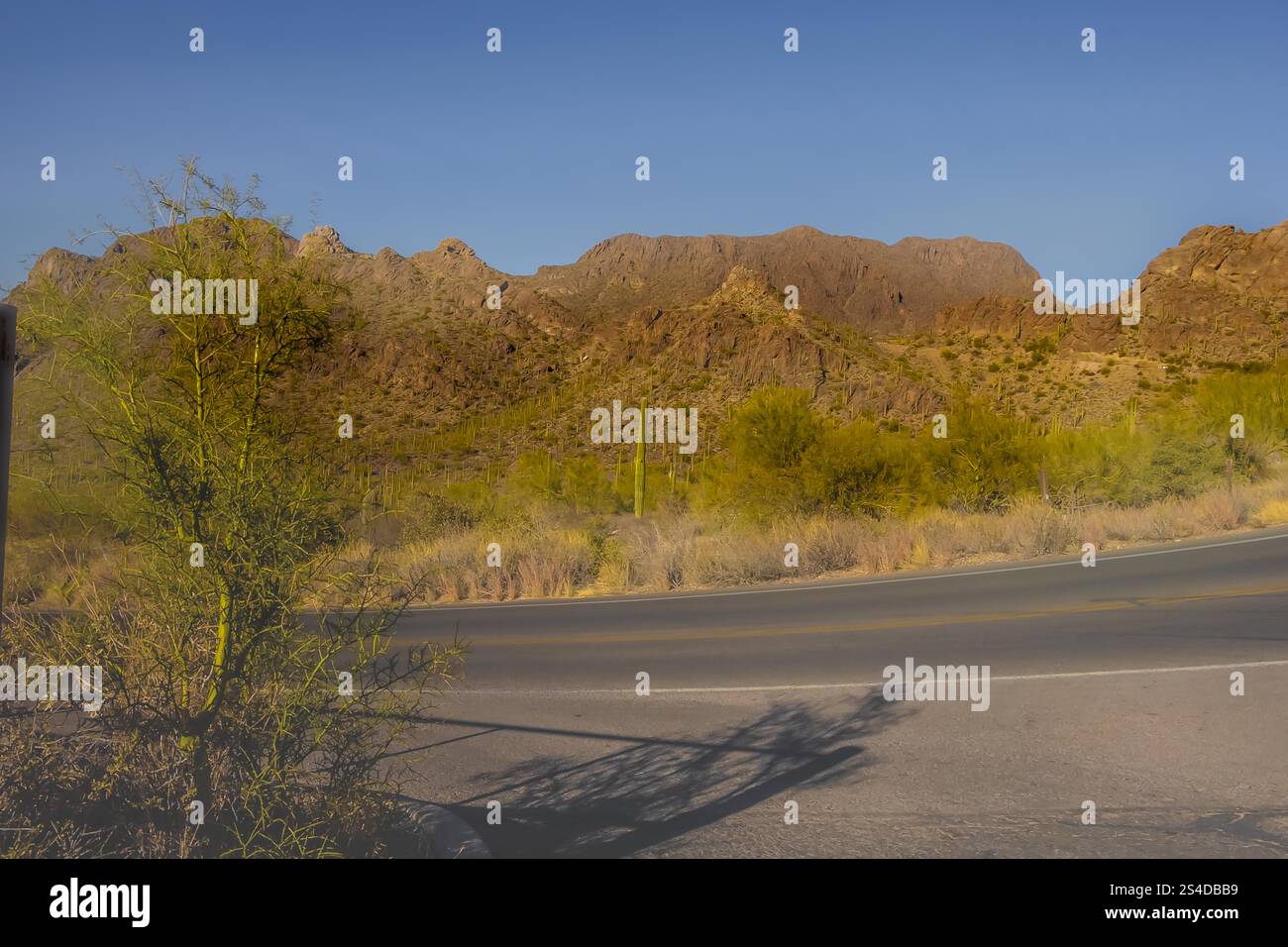 Una tortuosa strada desertica curva attraverso un paesaggio punteggiato di cactus, adagiato su uno sfondo di montagne lontane sotto un cielo azzurro. Foto Stock