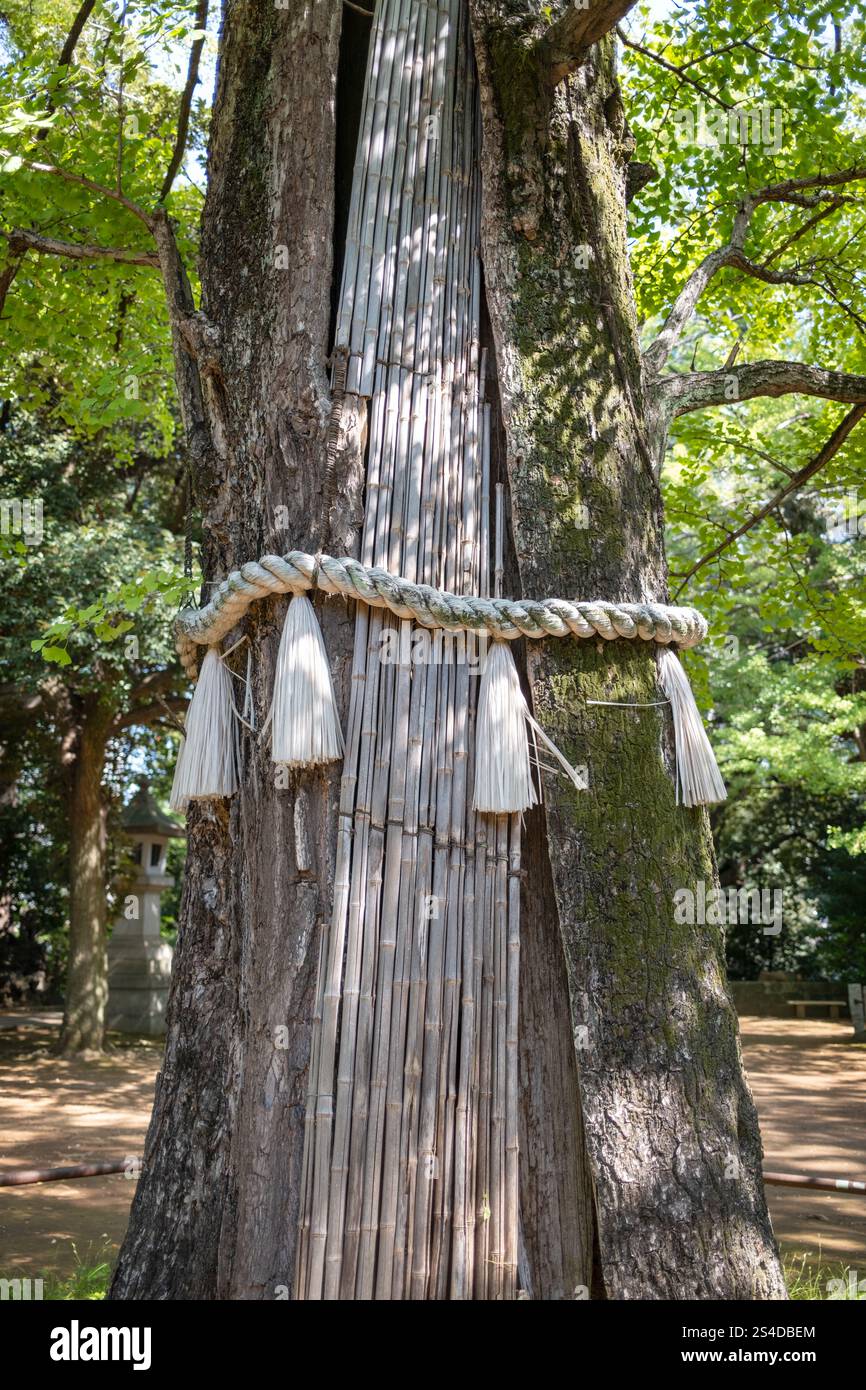 Antico albero nei giardini del santuario Akasaka Hikawa ad Asakusa Tokyo Giappone Foto Stock