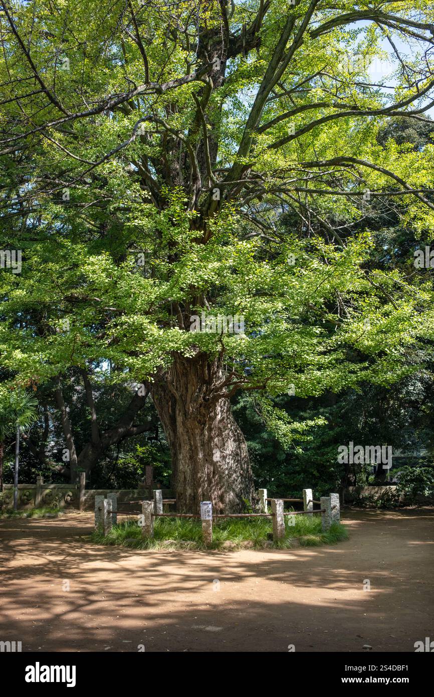 Antico albero nei giardini del santuario Akasaka Hikawa ad Asakusa Tokyo Giappone Foto Stock