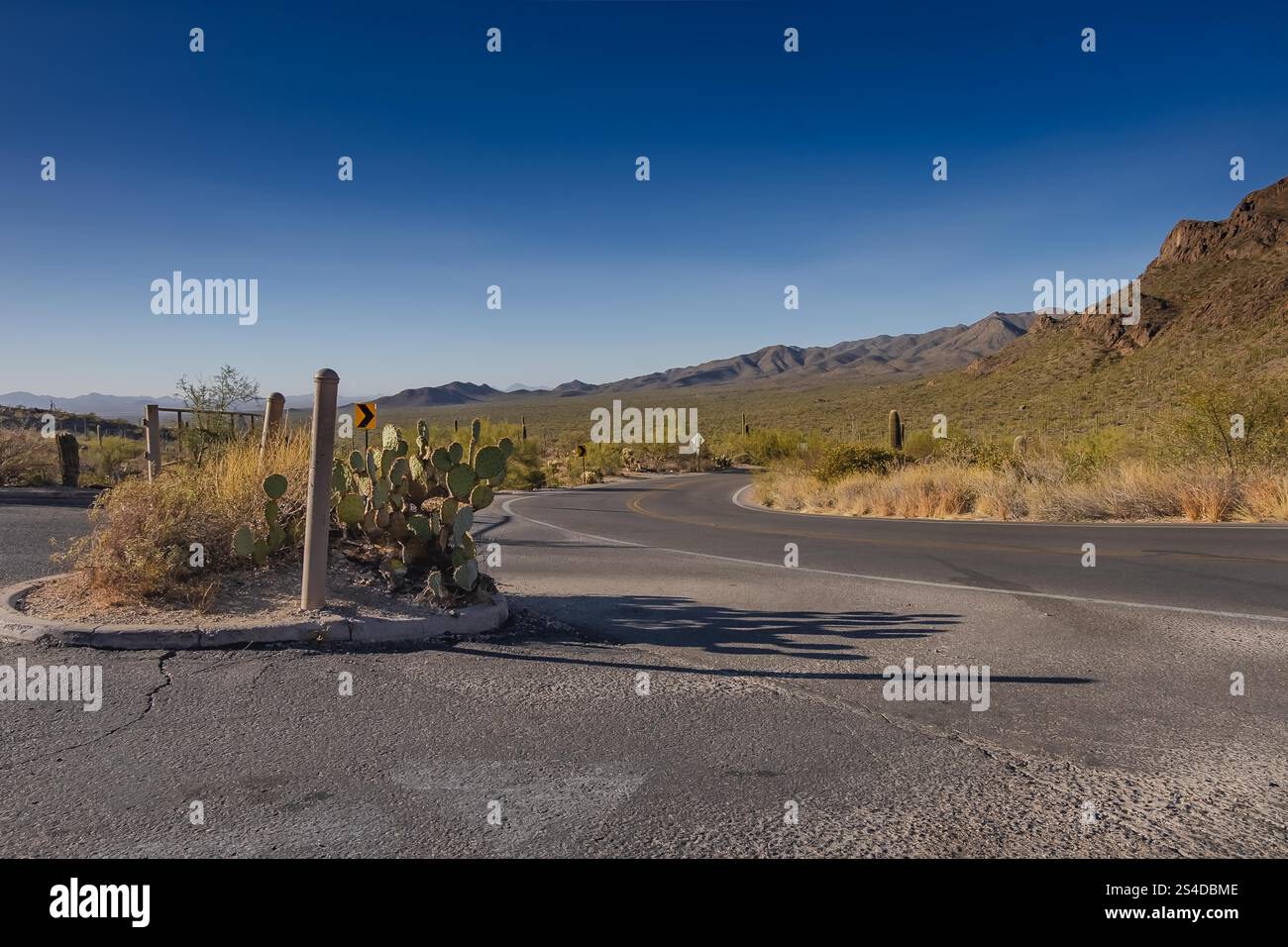 Una tortuosa strada desertica curva attraverso un paesaggio punteggiato di cactus, adagiato su uno sfondo di montagne lontane sotto un cielo azzurro. Foto Stock