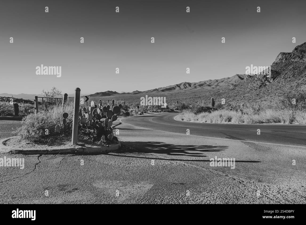 Una tortuosa strada desertica curva attraverso un paesaggio punteggiato di cactus, adagiato su uno sfondo di montagne lontane sotto un cielo azzurro. Foto Stock