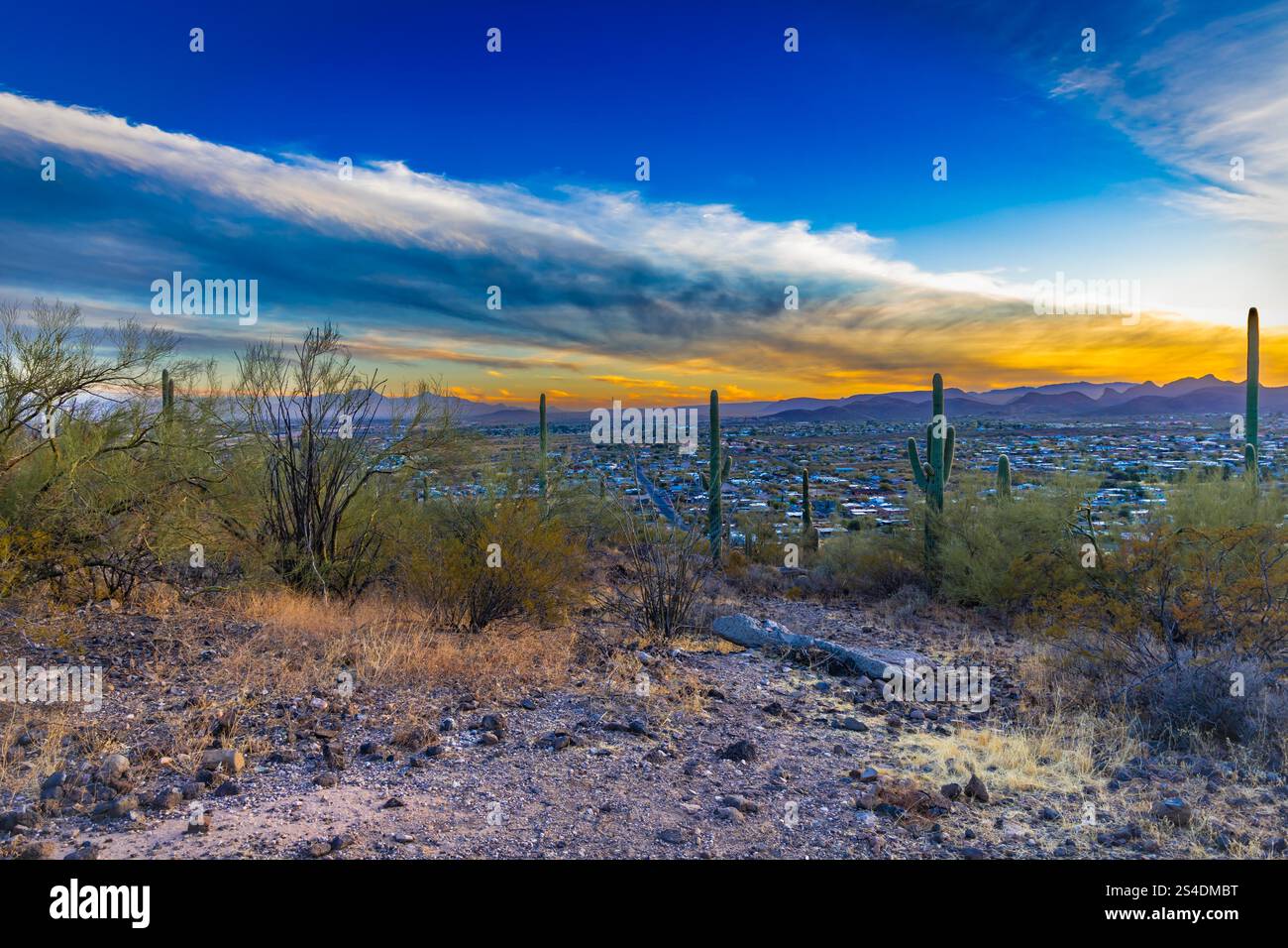 Una tortuosa strada desertica curva attraverso un paesaggio punteggiato di cactus, adagiato su uno sfondo di montagne lontane sotto un cielo azzurro. Foto Stock
