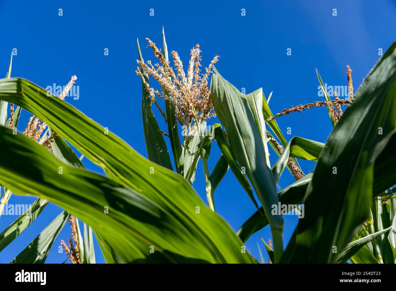 mais nel campo durante la fioritura e l'impollinazione e il cielo, germogli con fiori di mais durante il processo di impollinazione per produrre alimenti Foto Stock