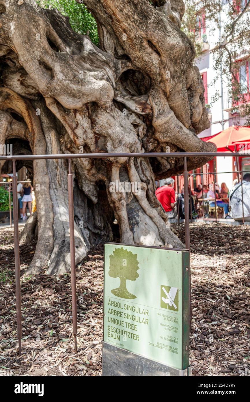 Palma de Mallorca Isole Baleari Spagna, città vecchia, Placa de Cort, Olivera de Cort, olivo antico, albero unico, Arbol singolare, albero protetto, albero gnarled Foto Stock