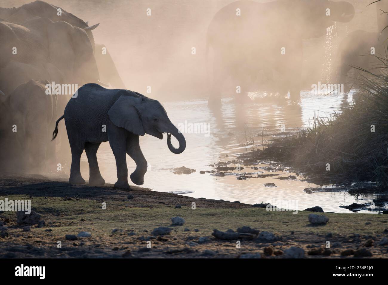 Giovane elefante in una pozza d'acqua nel Parco Nazionale di Etosha, Namibia Foto Stock