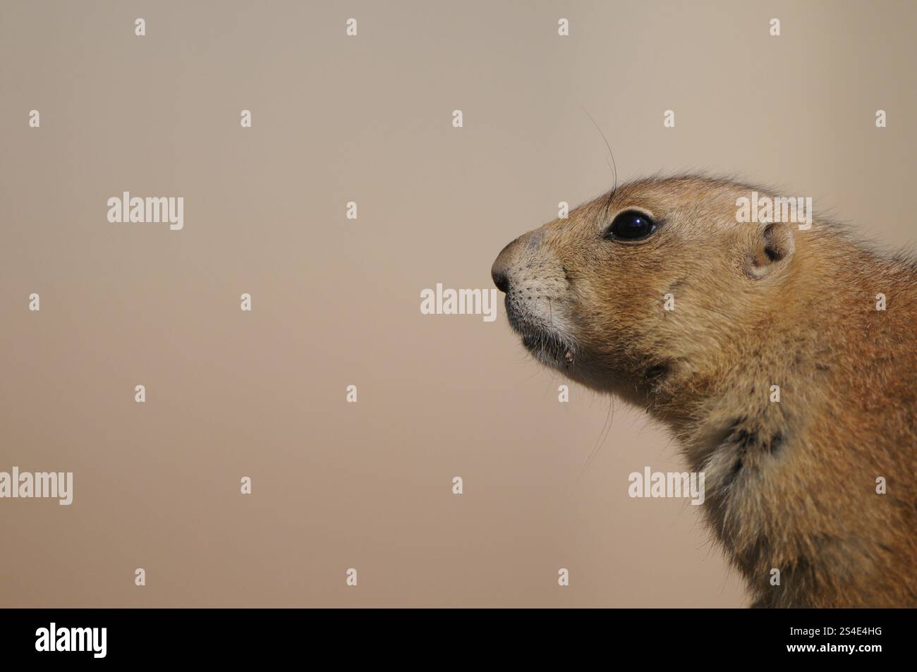 Primo piano laterale di un cane della prateria con caratteristiche distinte, cane della prateria dalla coda nera (Cynomys ludovicianus), prigioniero Foto Stock