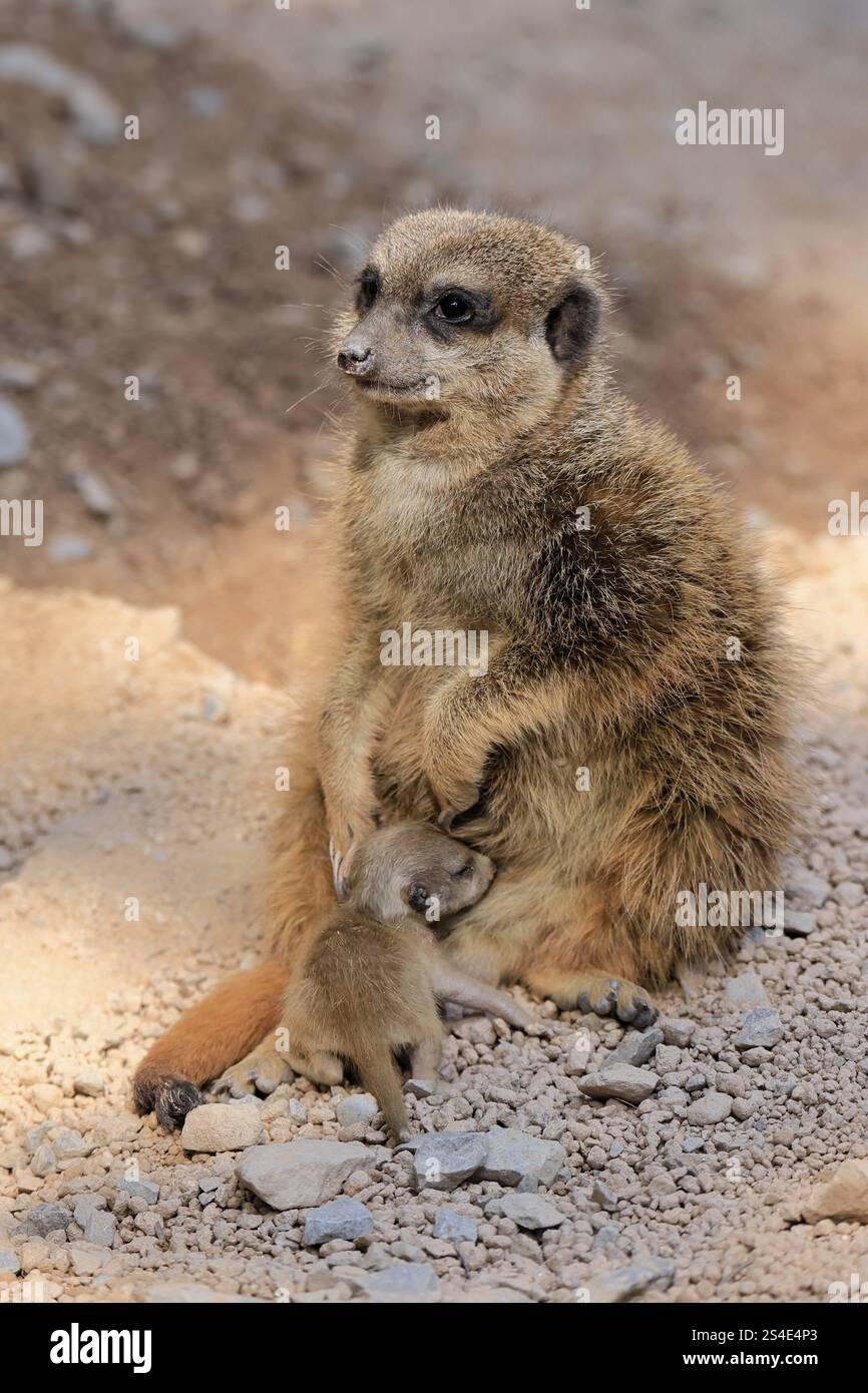 Noce di tigre (Suricata suricatta), adulto, giovanile, neonato, neonato, donna, madre minorenne, comportamento sociale Foto Stock