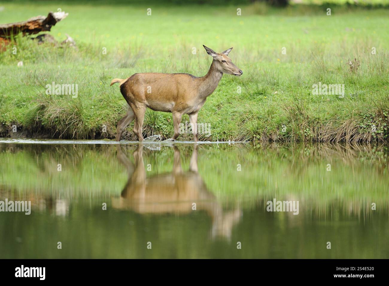 Cervo rosso (Cervus elaphus) in piedi lateralmente nell'acqua e guardando di lato, la Baviera Foto Stock