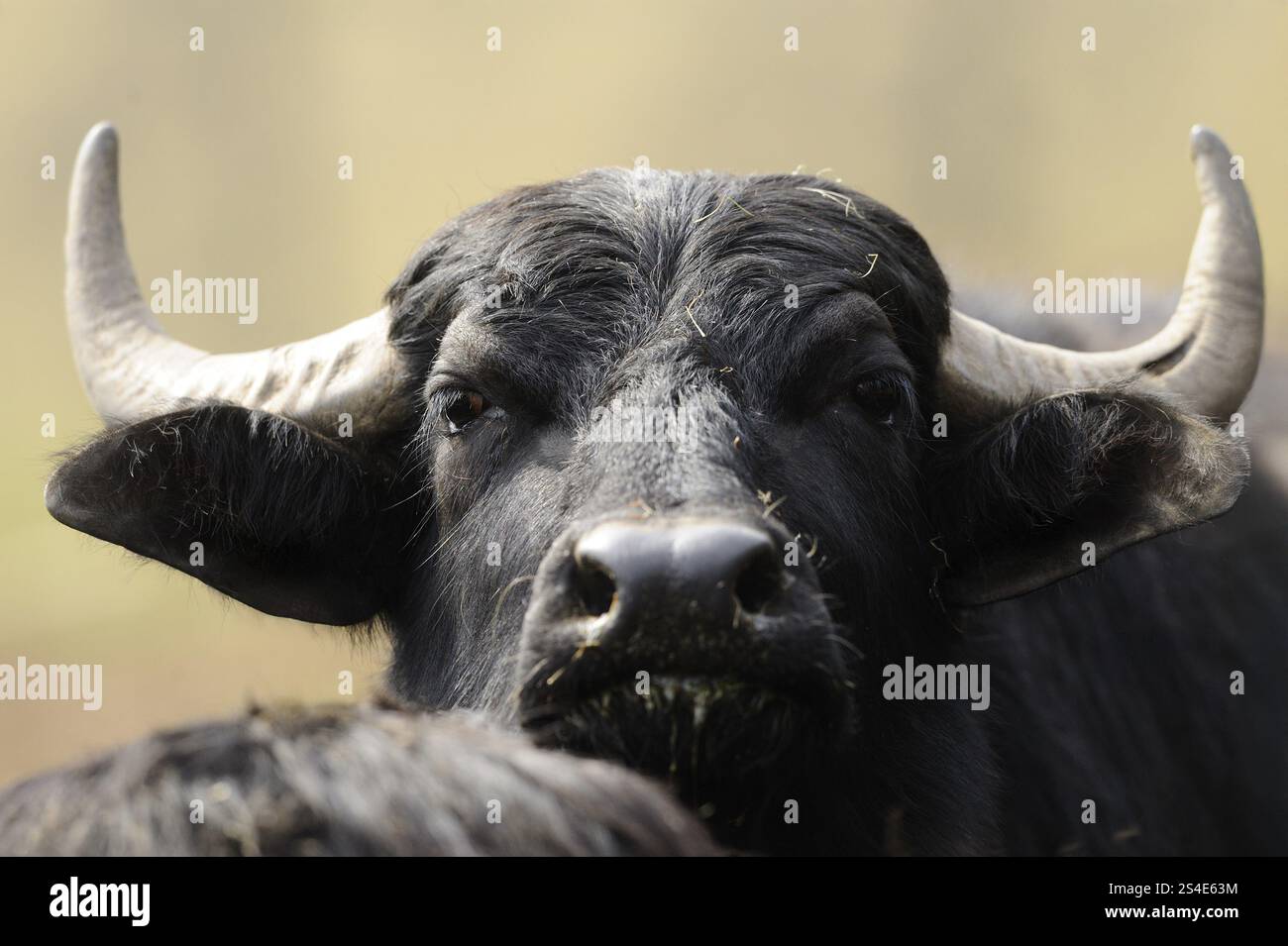 Primo piano di un bufalo nero con corna e pelliccia scura, bufalo d'acqua (Bubalus arnee), Baviera Foto Stock Primo piano di un bufalo nero con corna e pelliccia scura, bufalo d'acqua (Bubalus arnee), Baviera Foto Stock