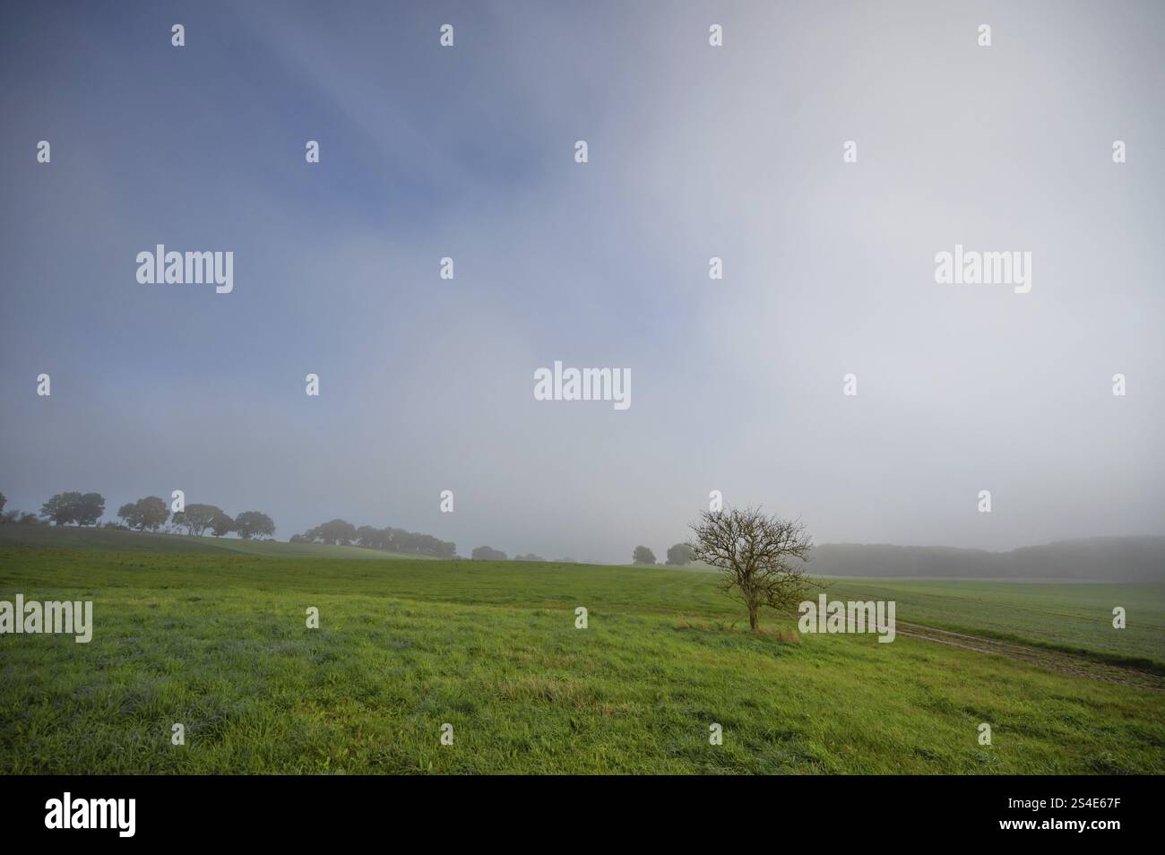 Nebbia mattutina in un paesaggio, Meclemburgo-Vorpommern, Germania, Europa Foto Stock