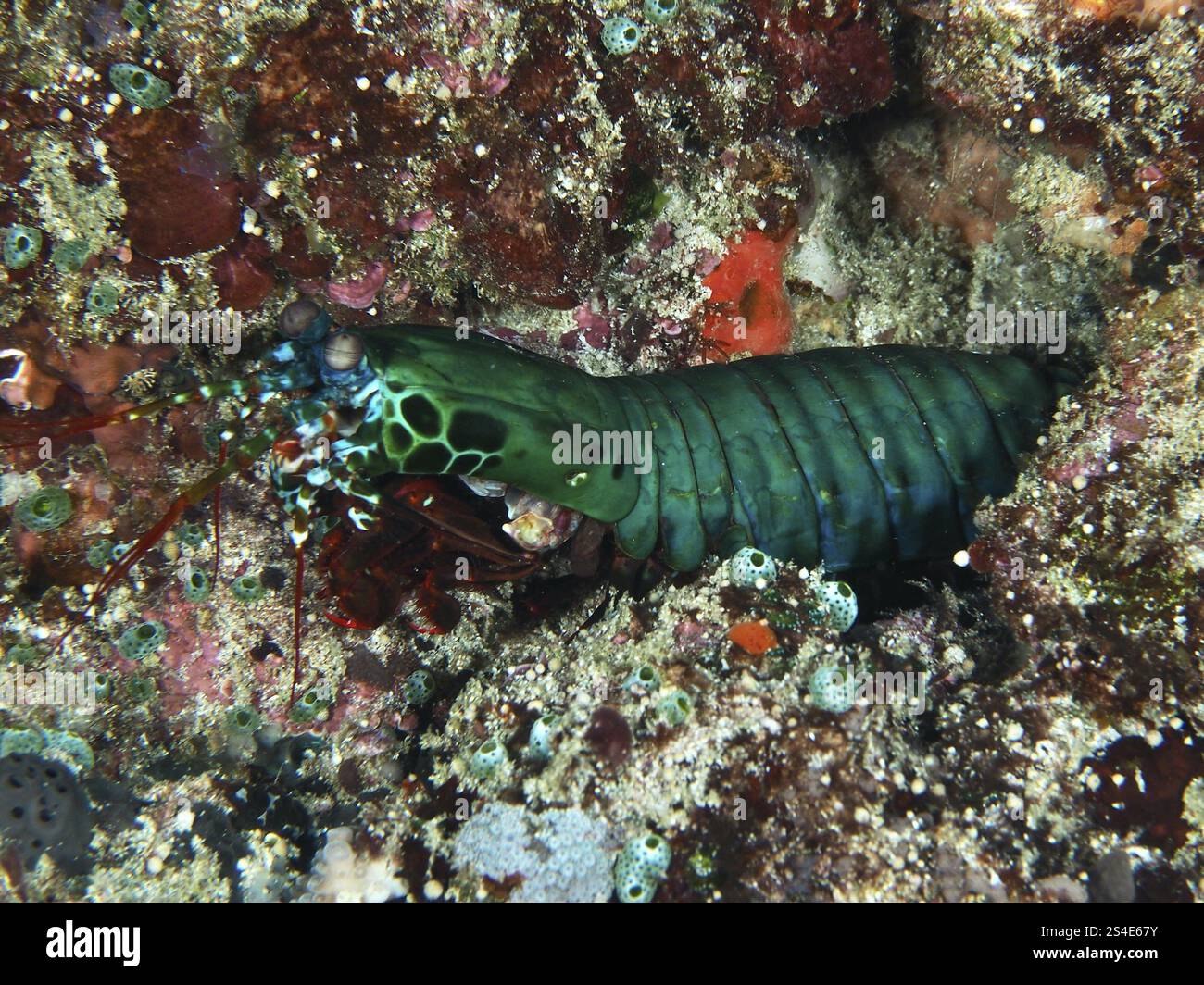 Un pagliaccio verde gambero mantis (Odontodactylus scyllarus) nascosto tra coralli colorati, sito di immersione SD, Nusa Ceningan, Nusa Penida, Bali, Indonesia, Asia Foto Stock