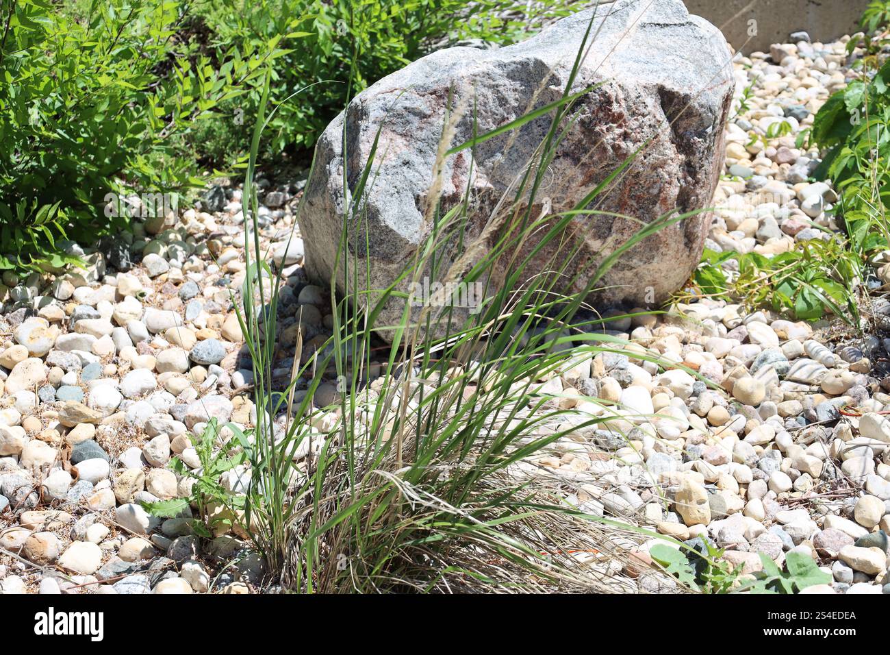 lame sottili di erba contro una grande roccia su ghiaia Foto Stock