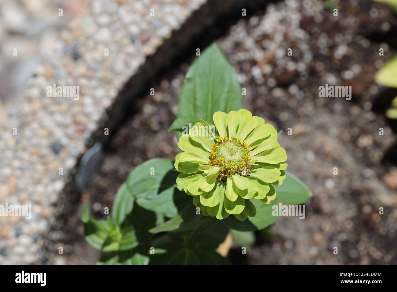 pianta singola piccola con fiore singolo verde giallo contro il bordo della piantatrice di calcestruzzo Foto Stock