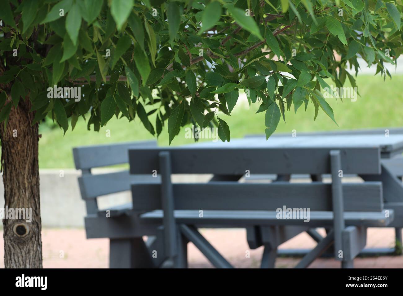 albero ombreggiato in estate con tavolo da picnic e prato erboso Foto Stock