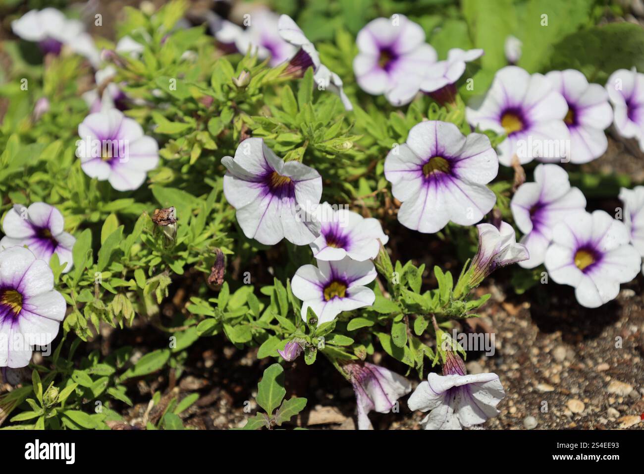 una raffica di fiori di bianco e viola brillante contro foglie di verde chiaro Foto Stock
